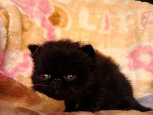 Persian kittens