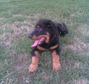 Vand Rottweiler de 4 luni ,  Bucuresti