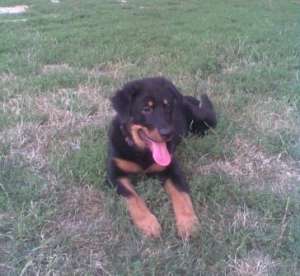 Vand Rottweiler de 4 luni ,  Bucuresti