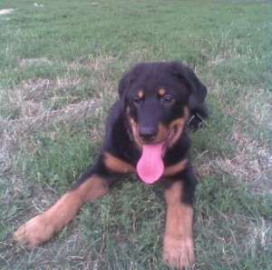 Vand Rottweiler de 4 luni ,  Bucuresti