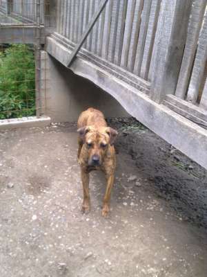 vand presa canario