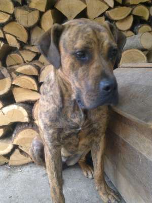 vand presa canario