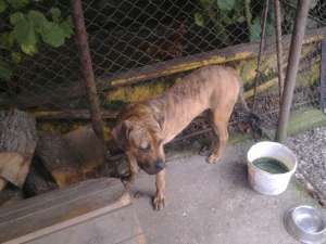 vand presa canario