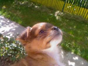 Ofer spre adoptie pui pechinez