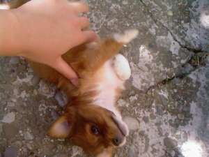 Ofer spre adoptie pui pechinez