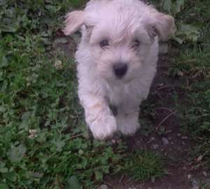 bichon havanez