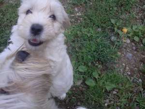 bichon havanez