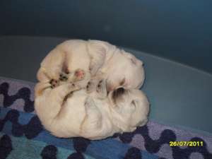 pui west highland white terrier