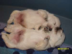 pui west highland white terrier