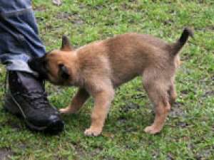 vand pui Ciobanesc Belgian Malinois