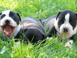 Vindem Amstaff