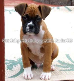 Vindem Boxer