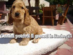 Vindem Cocker Spaniel