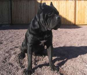 Vindem Cane Corso