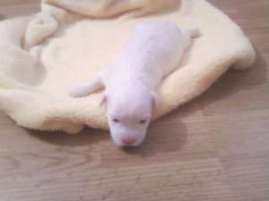 Bichon Maltez talie mini TOY