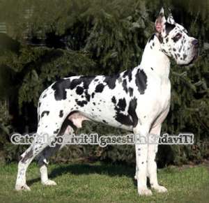 Vindem Dog German