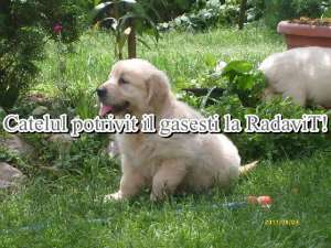 Vindem Golden Retriever