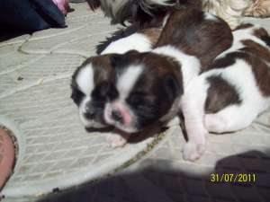 vand pui shihtzu