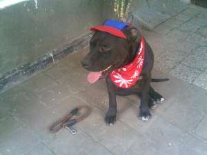 monta amstaff mascul Thor