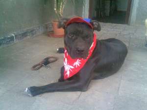 monta amstaff mascul Thor