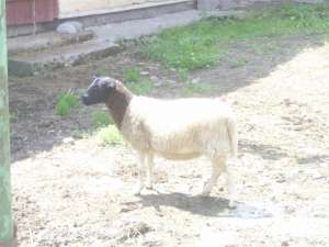VAND OI DORPER,  300 EURO/BUC