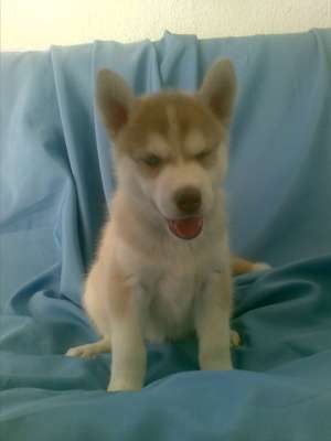 catelusa husky pret 550 ron