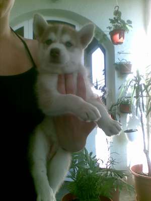 catelusa husky pret 550 ron