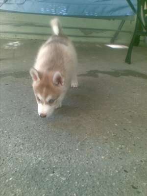 catelusa husky pret 550 ron