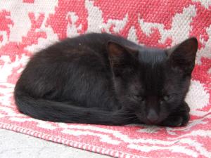 4 pisoi de adoptat