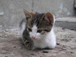 4 pisoi de adoptat