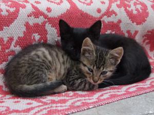 4 pisoi de adoptat