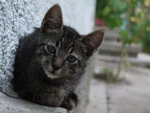 4 pisoi de adoptat