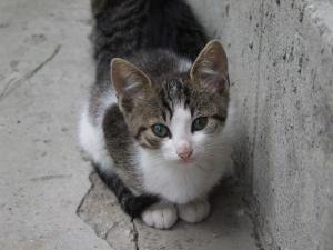 4 pisoi de adoptat