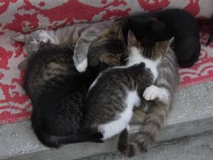 4 pisoi de adoptat