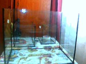 vand acvarii pana in 50l cu silicon negru si silicon transparent
