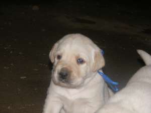Vand catei labrador
