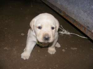 Vand catei labrador