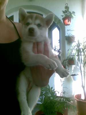 husky ochi albastri 430 ron