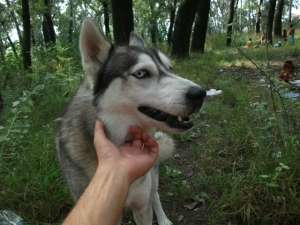 husky ochi albastri 430 ron