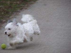 Bichon Maltez talie mini TOY