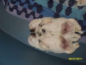 pui westie deosebiti