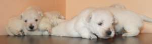 pui westie deosebiti