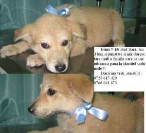 Ofer metis de labrador cu toate vaccinurile facute