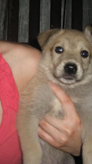 Ofer metis de labrador cu toate vaccinurile facute