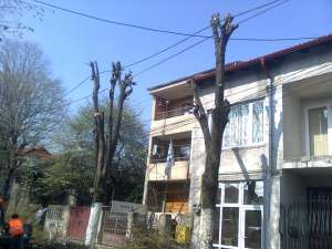 PRET TAIAT SI DEFRISAT COPACI,   ARBORI,         POMI