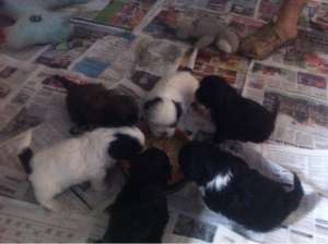 Catei Shih-Tzu,  culori combinate din alb si negru.