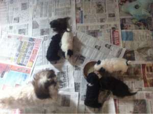 Catei Shih-Tzu,  culori combinate din alb si negru.