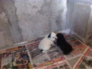 Catei Shih-Tzu,  culori combinate din alb si negru.