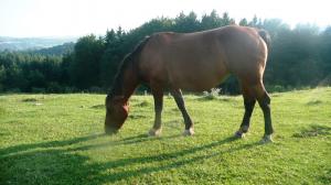 crescator de animale de rasa,  vand iapa  semigreu romanesc -4 ani  2000 euro