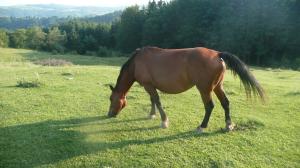 crescator de animale de rasa,  vand iapa  semigreu romanesc -4 ani  2000 euro